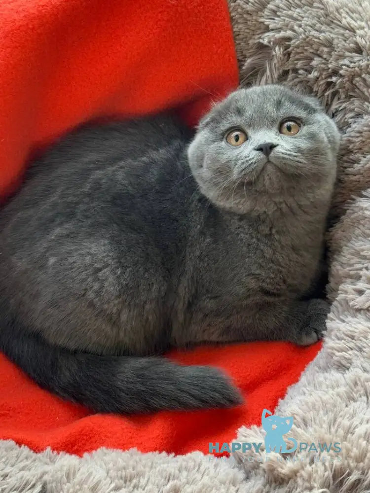 Orest Scottish Fold male blue - live animals