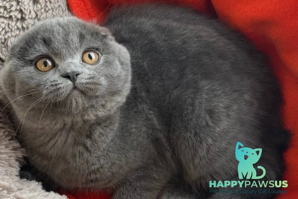 Orest Scottish Fold male blue - live animals