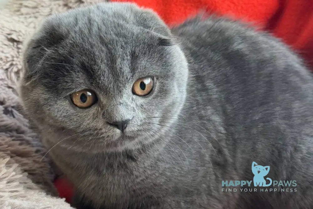 Orest Scottish Fold male blue - live animals