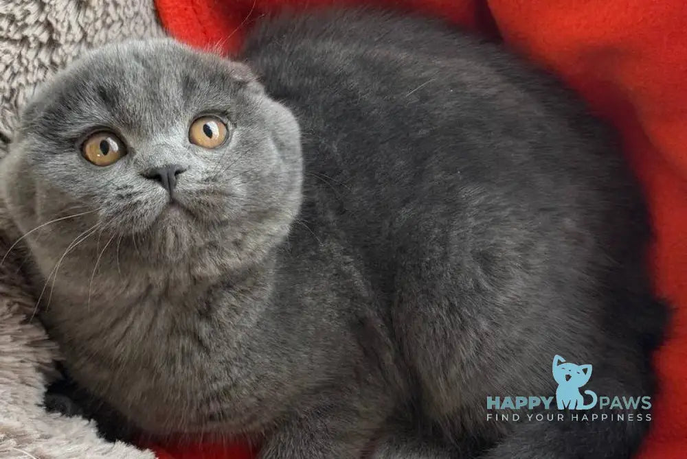 Orest Scottish Fold male blue - live animals