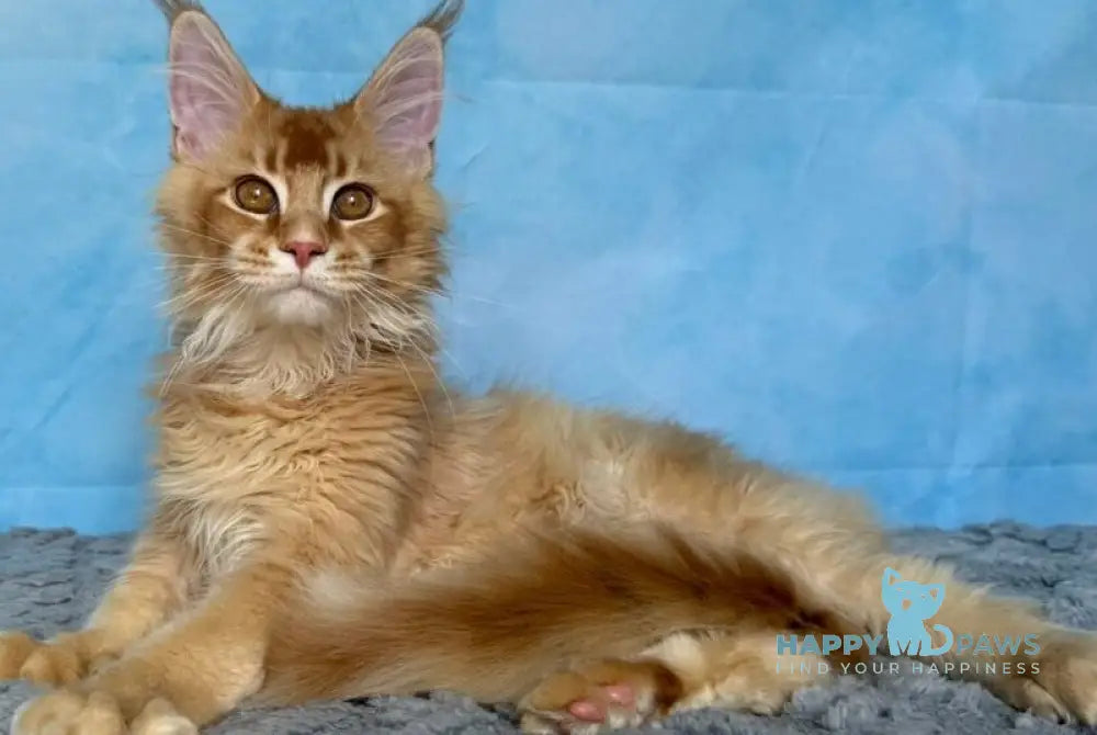 Orfej Maine Coon male red ticked tabby - live animals