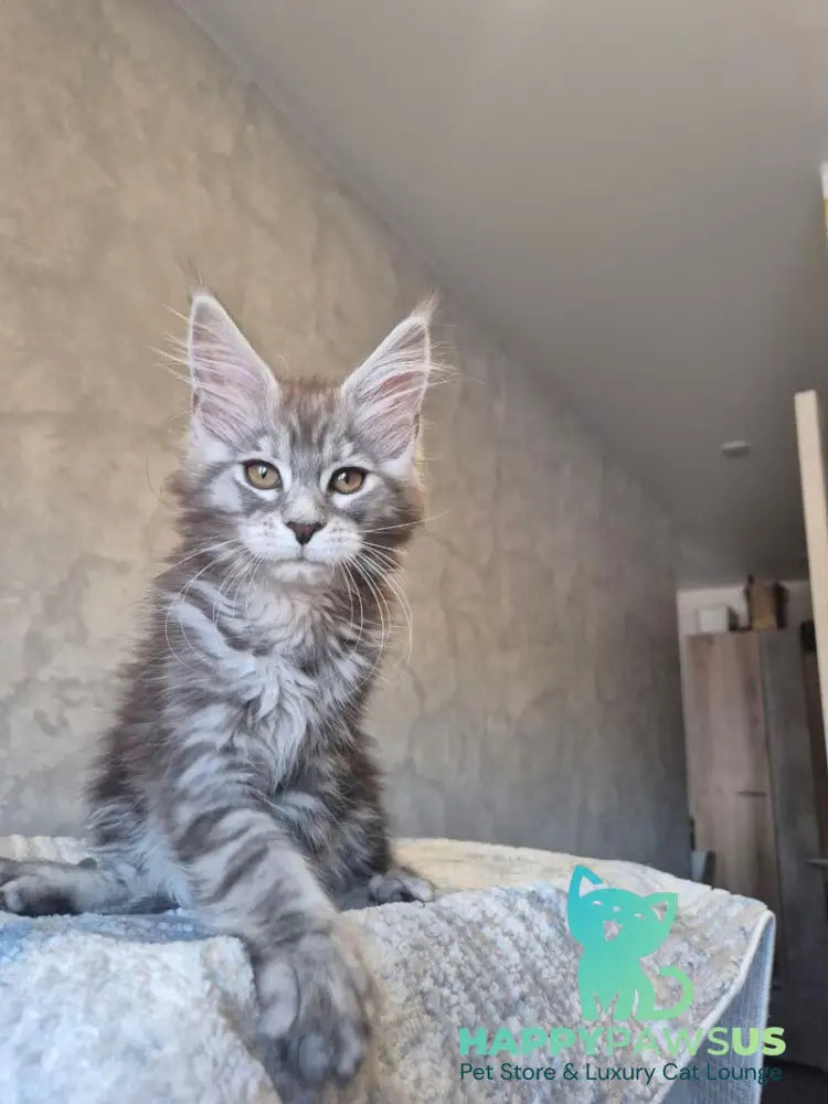 Orfelia Maine Coon female black silver tabby live animals