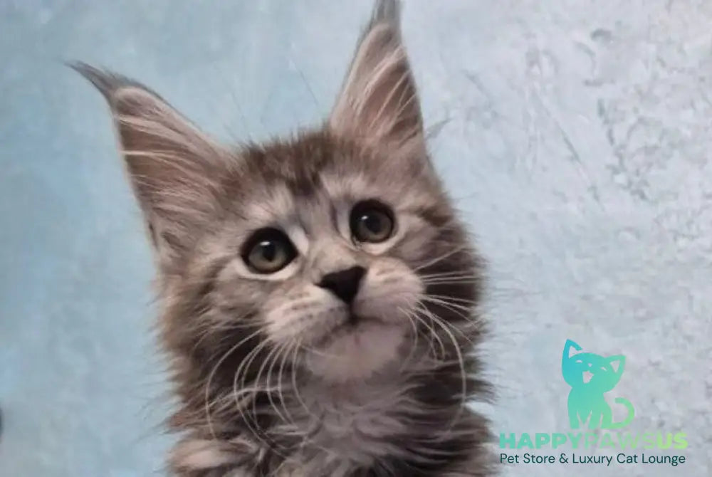 Orfelia Maine Coon female black silver tabby live animals