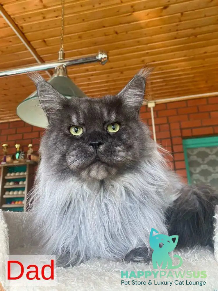Orfelia Maine Coon female black silver tabby live animals