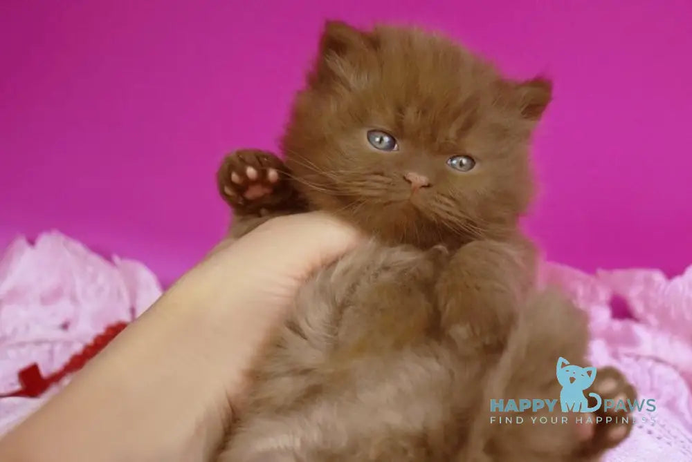 Orfy British Longhair male cinnamon live animals