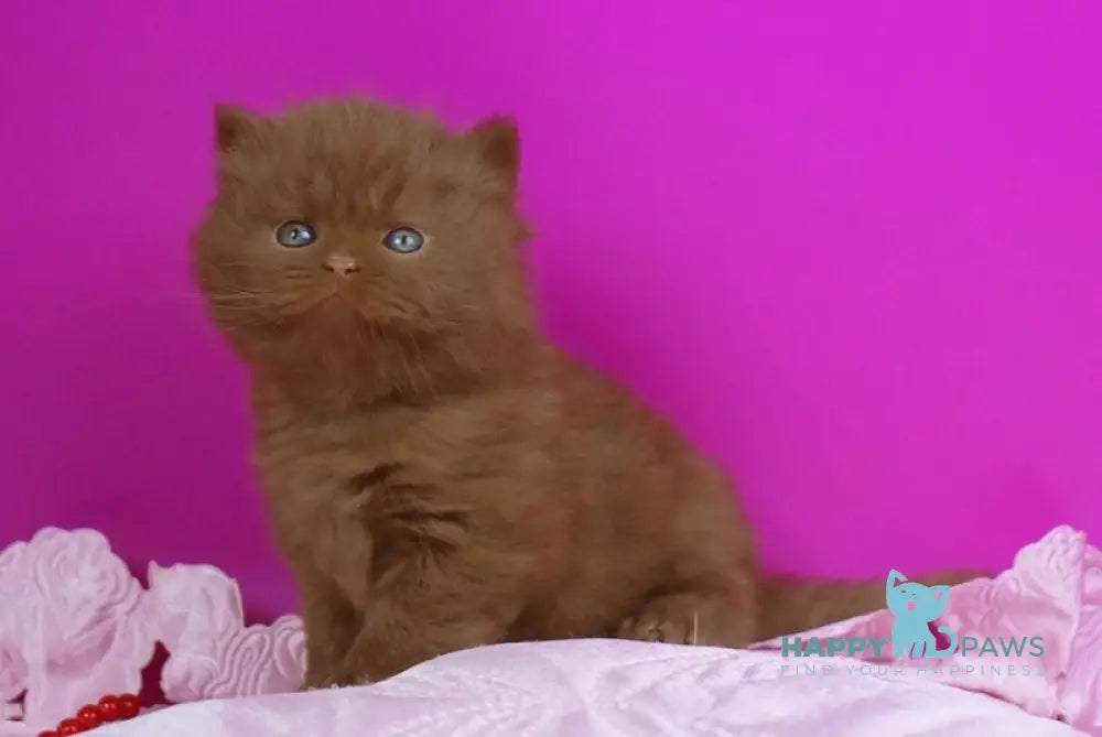 Orfy British Longhair male cinnamon live animals