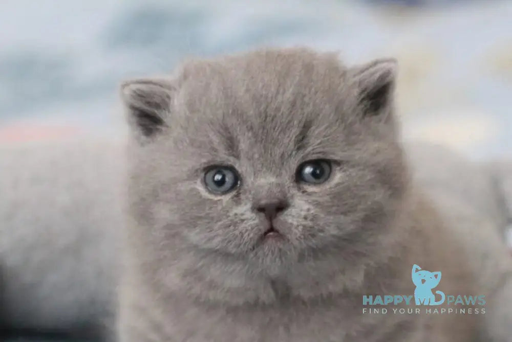 Organza British Shorthair female blue live animals