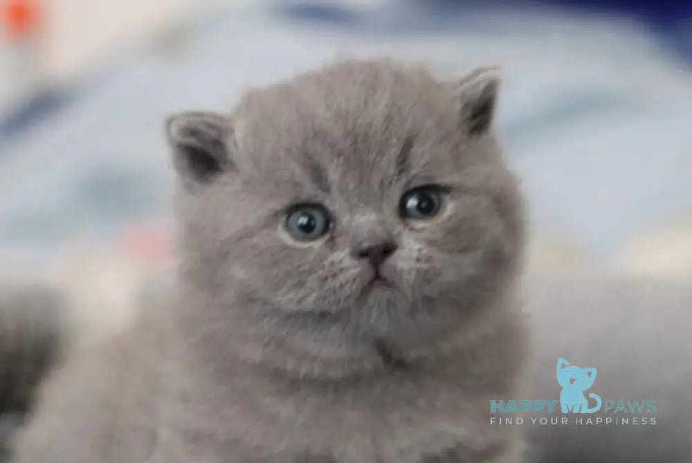 Organza British Shorthair female blue live animals