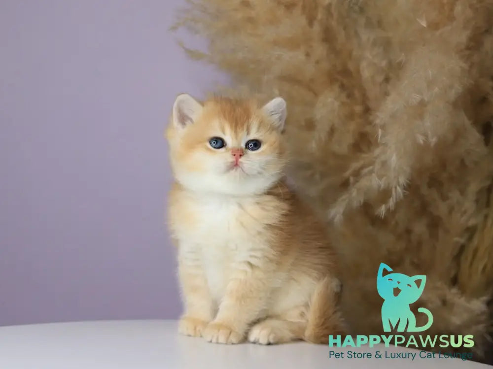 Orhidea British Shorthair female black golden chinchilla - live animals