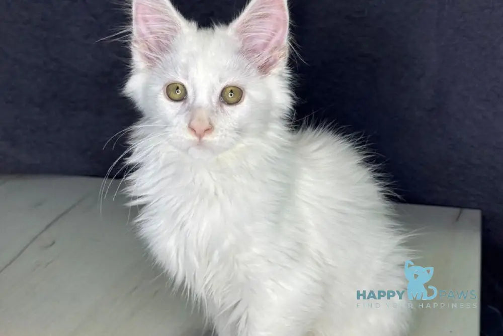 Orhideya Maine Coon female white live animals