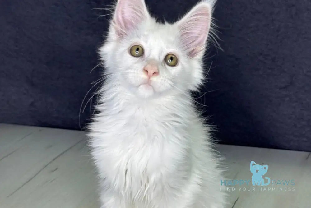 Orhideya Maine Coon female white live animals