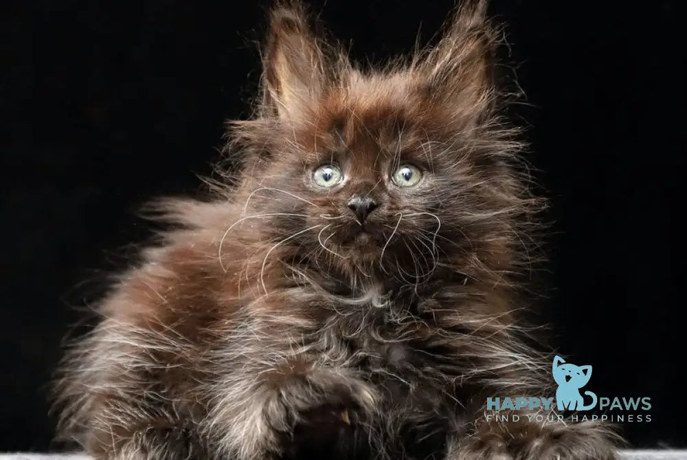 Oriana Maine Coon polydactyl female black live animals