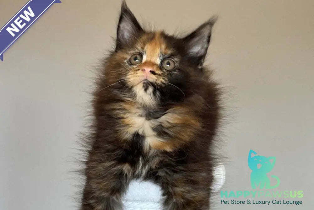 Oriko Maine Coon female black tortie with white - live animals