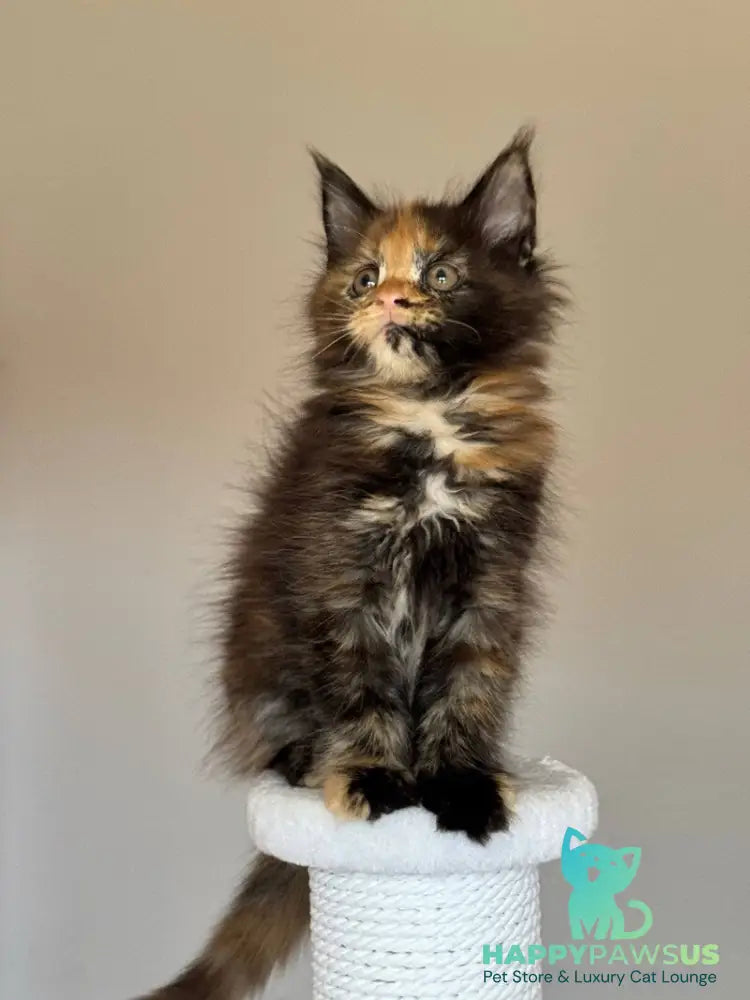 Oriko Maine Coon female black tortie with white - live animals