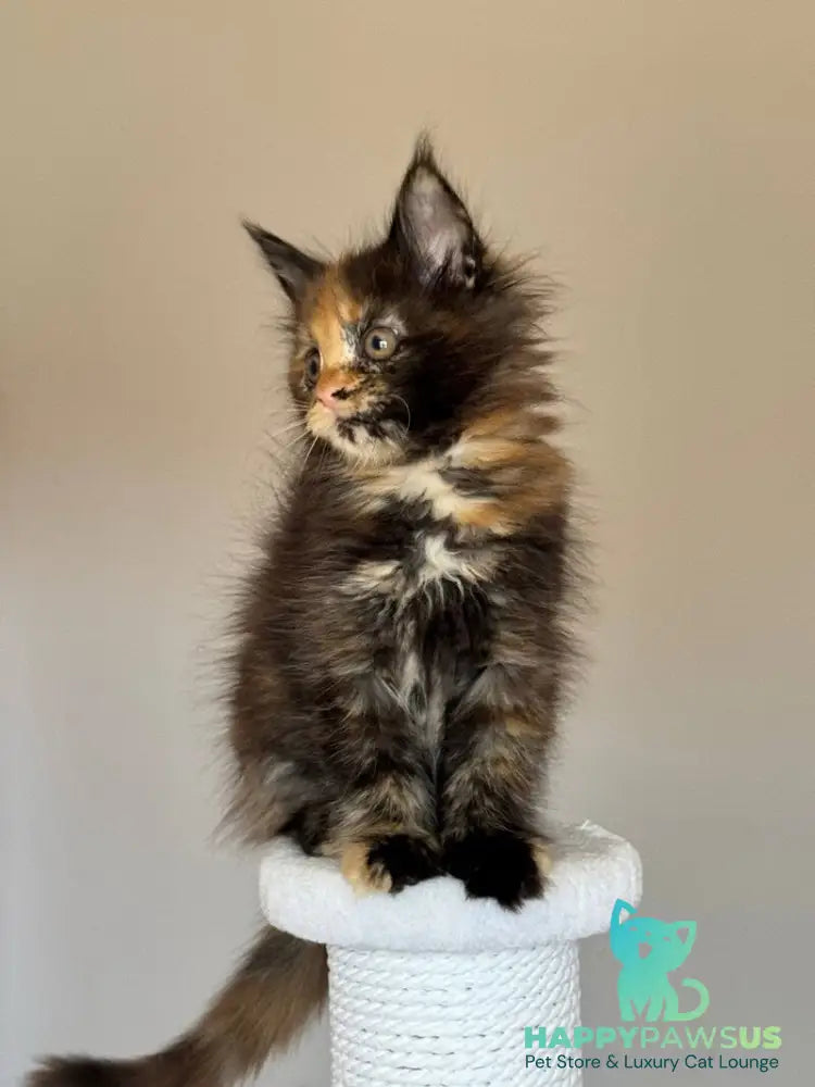 Oriko Maine Coon female black tortie with white - live animals
