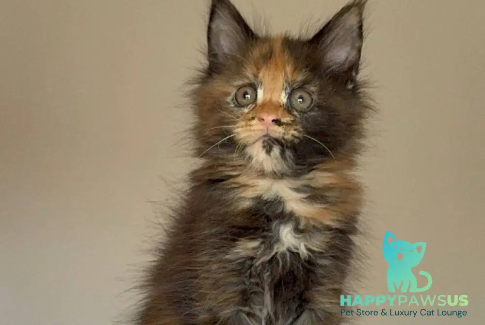 Oriko Maine Coon female black tortie with white - live animals