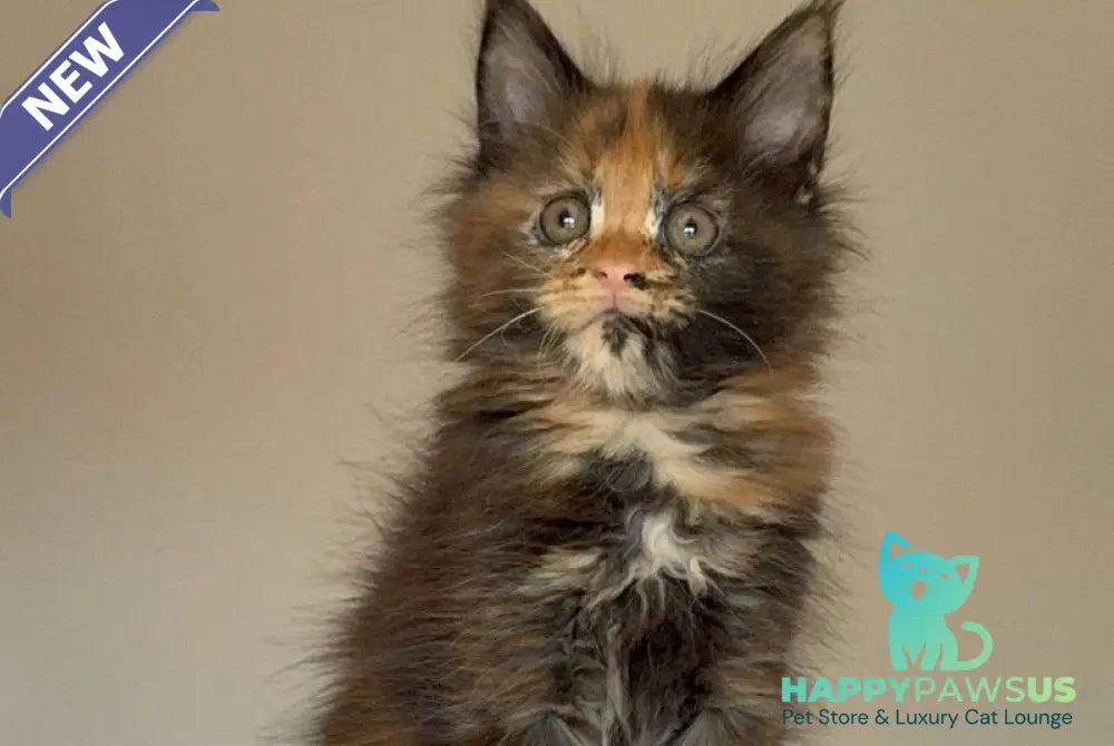 Oriko Maine Coon female black tortie with white - live animals
