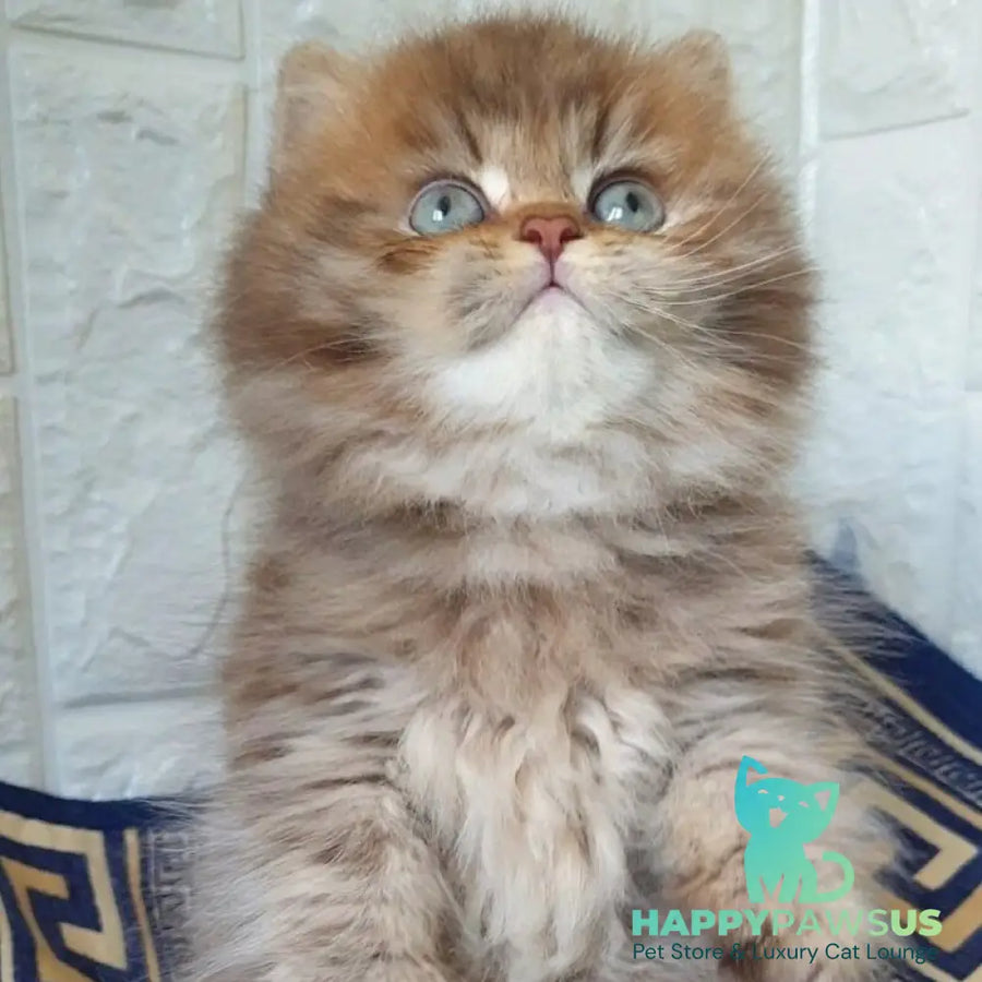 Orion British Longhair male chocolate golden shaded - live animals