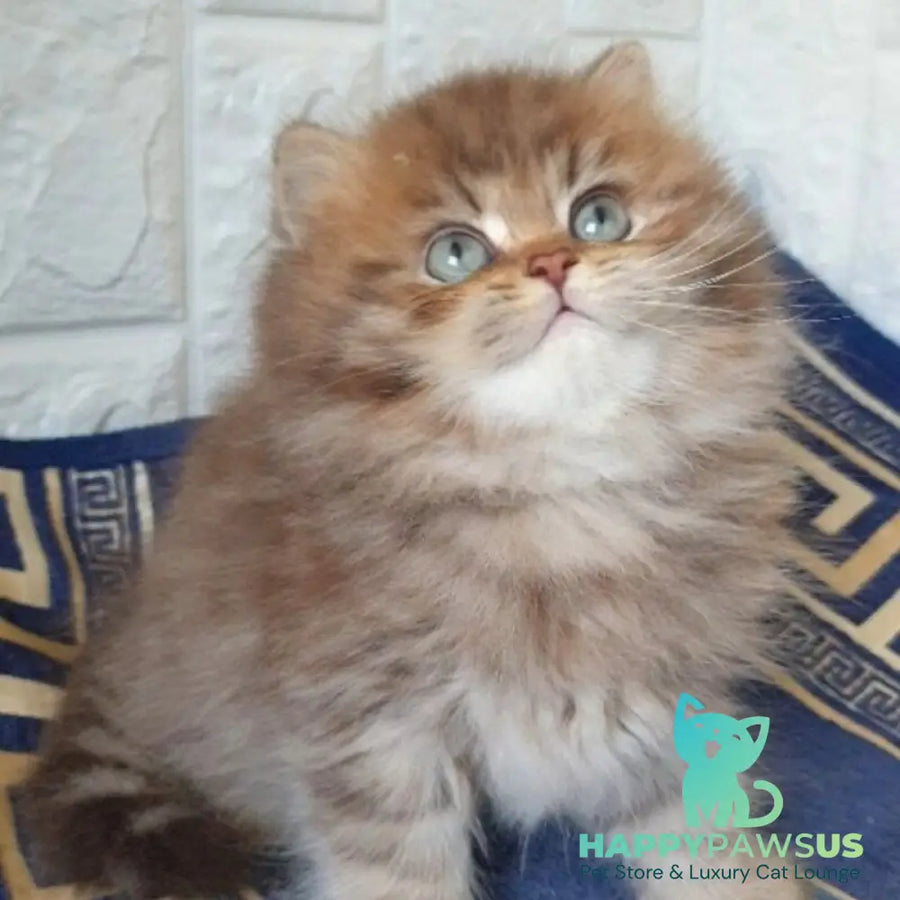 Orion British Longhair male chocolate golden shaded - live animals
