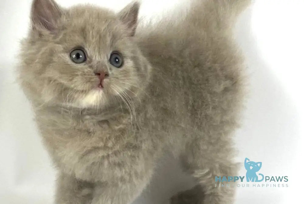 Orion British Longhair male lilac live animals