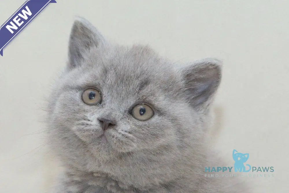 Orion British Shorthair male blue live animals