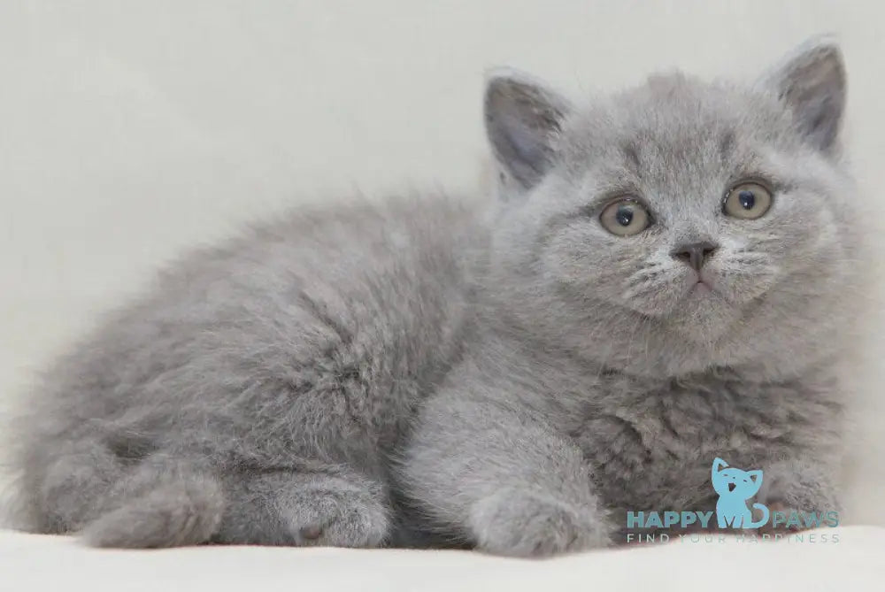 Orion British Shorthair male blue live animals