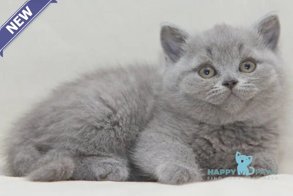 Orion British Shorthair male blue live animals