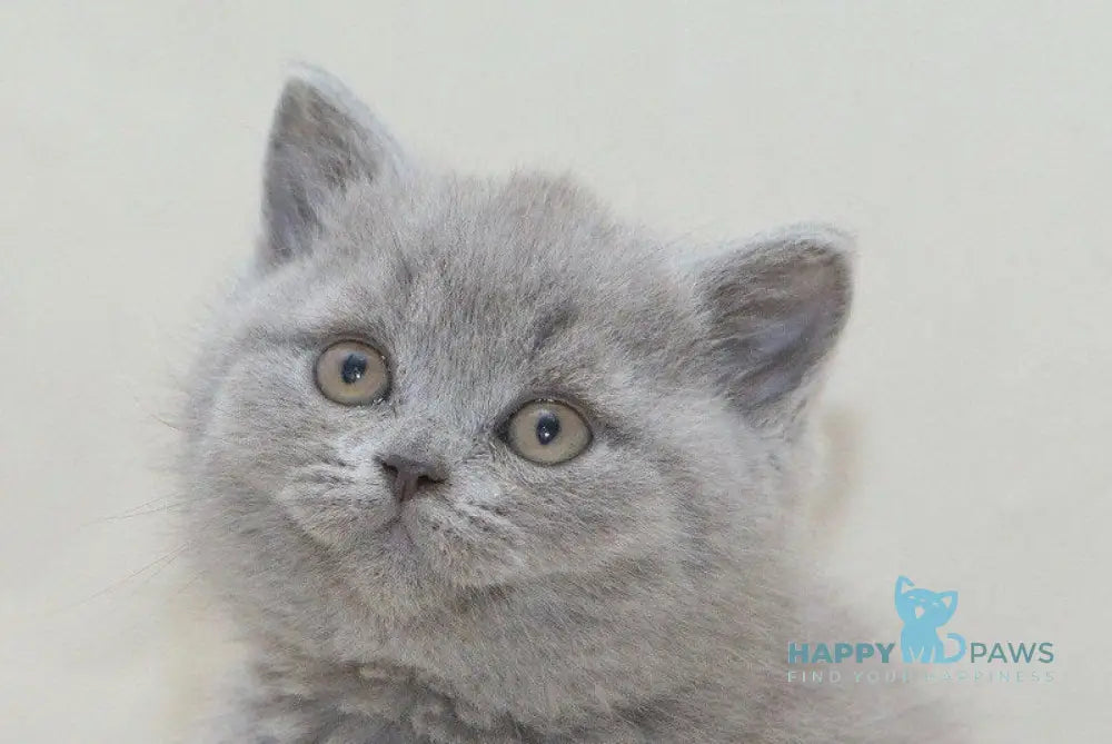 Orion British Shorthair male blue live animals