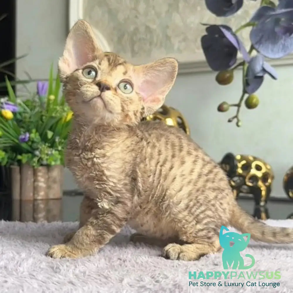 Orion Devon Rex male black tabby - live animals