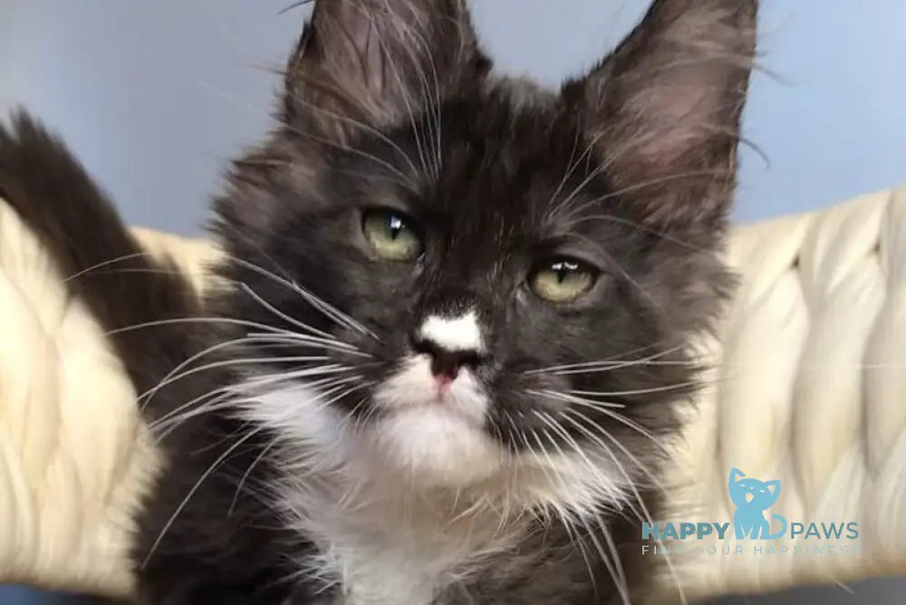 Orion Maine Coon male black silver bicolour live animals