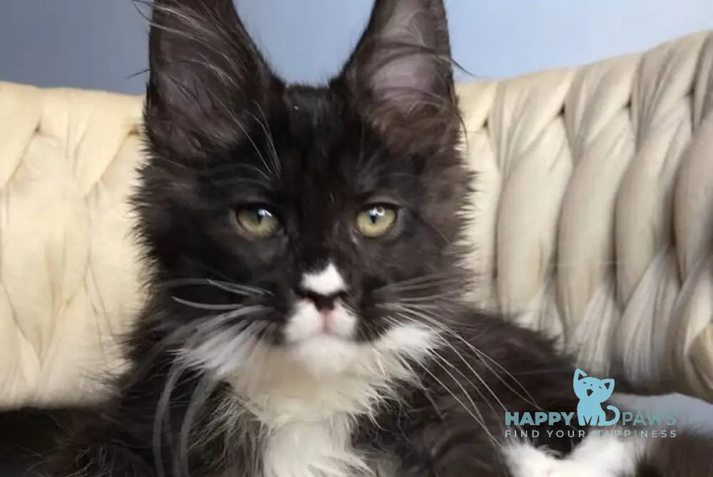Orion Maine Coon male black silver bicolour live animals
