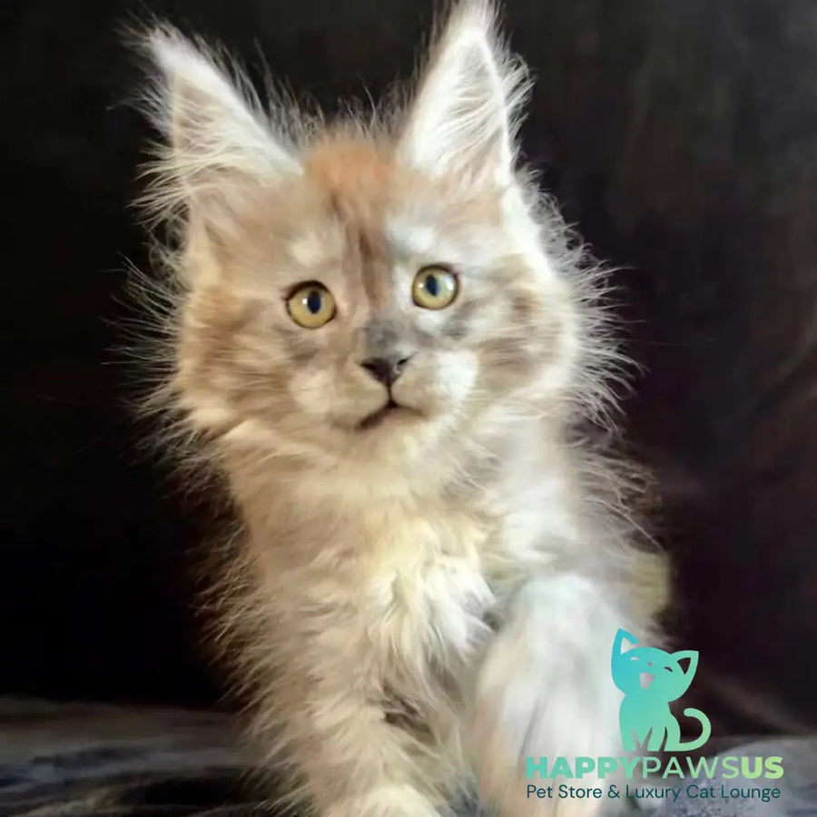 Orion Maine Coon male black silver - live animals