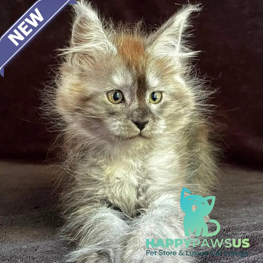 Orion Maine Coon male black silver - live animals
