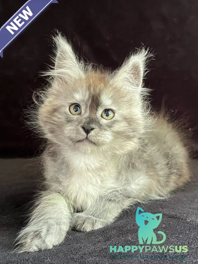 Orion Maine Coon male black silver - live animals
