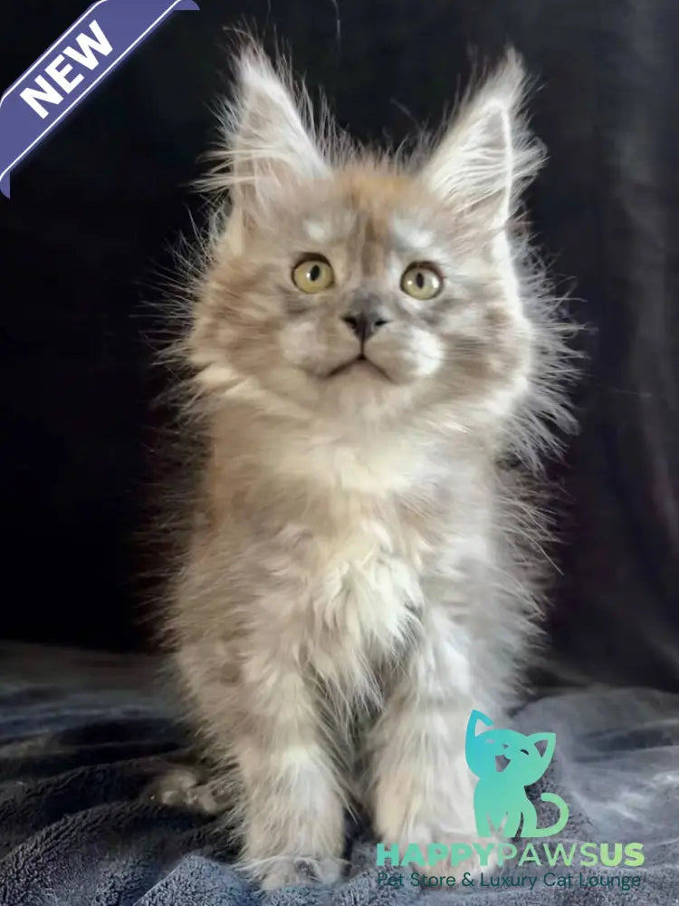 Orion Maine Coon male black silver - live animals