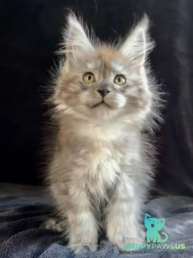 Orion Maine Coon male black silver - live animals