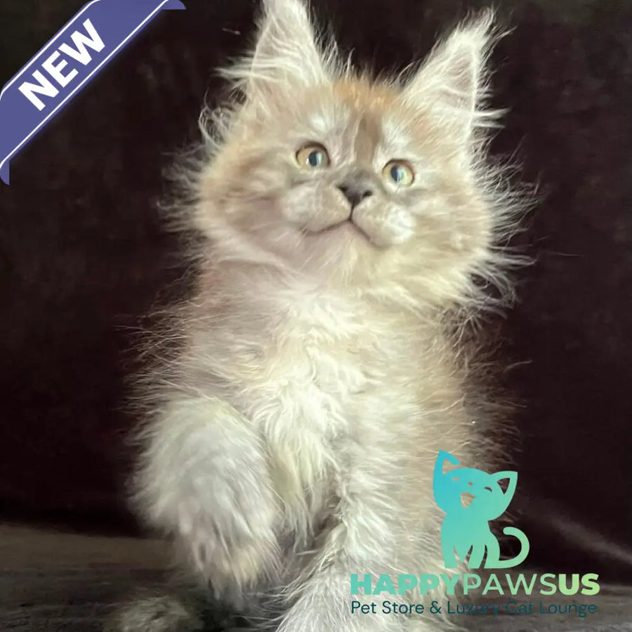 Orion Maine Coon male black silver - live animals