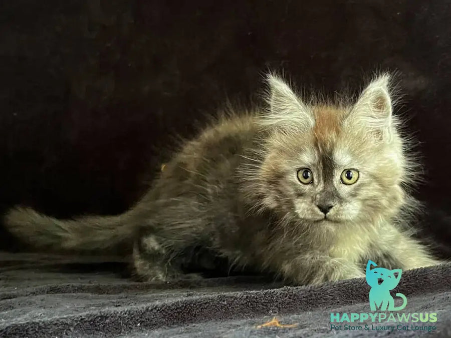 Orion Maine Coon male black silver - live animals