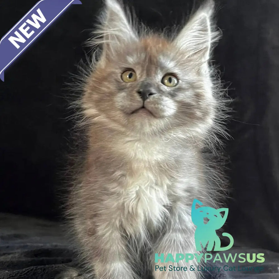 Orion Maine Coon male black silver - live animals