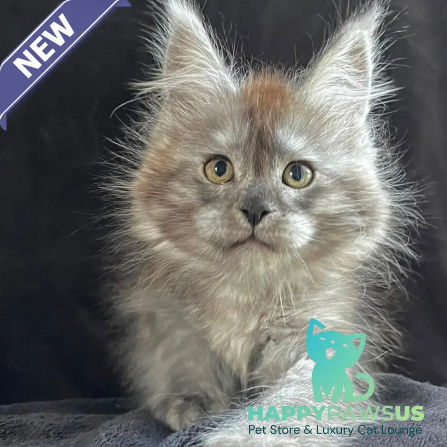 Orion Maine Coon male black silver - live animals