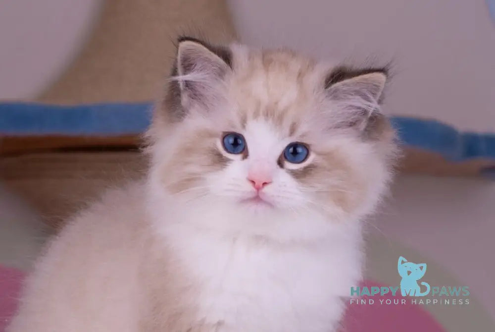 Orion Ragdoll male seal lynx bicolour live animals