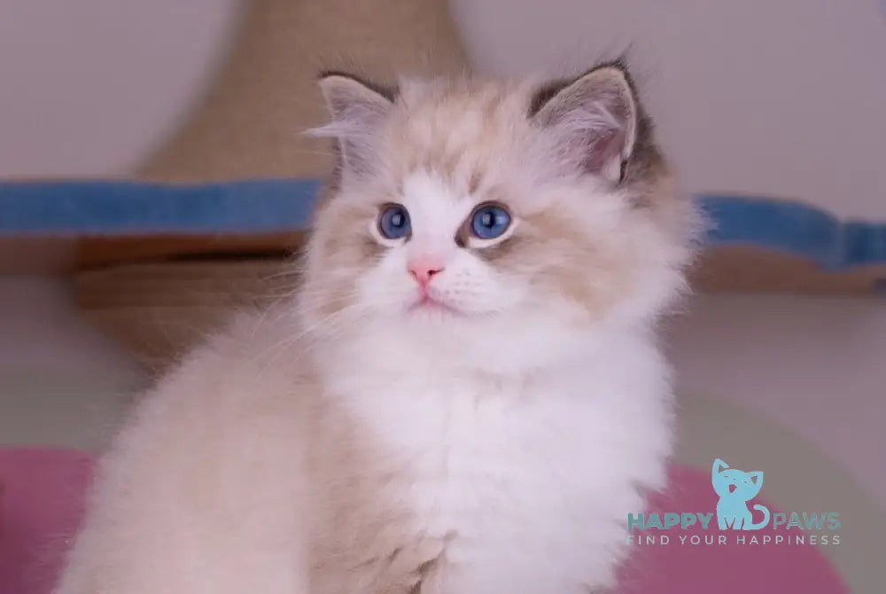 Orion Ragdoll male seal lynx bicolour live animals