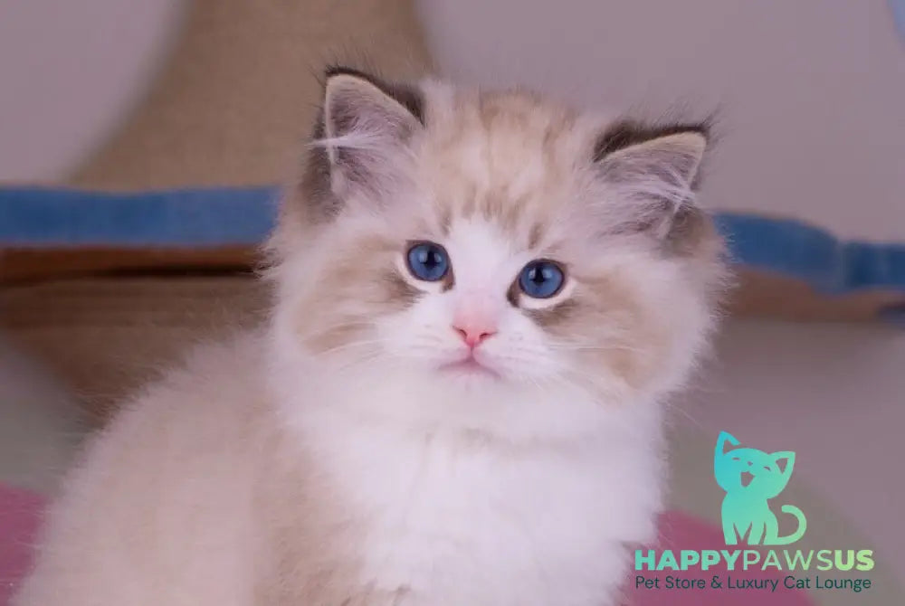 Orion Ragdoll male seal lynx bicolour live animals
