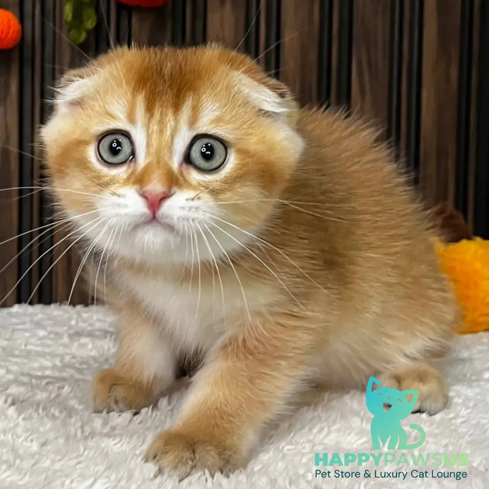 Orion Scottish Fold male black golden shaded - live animals