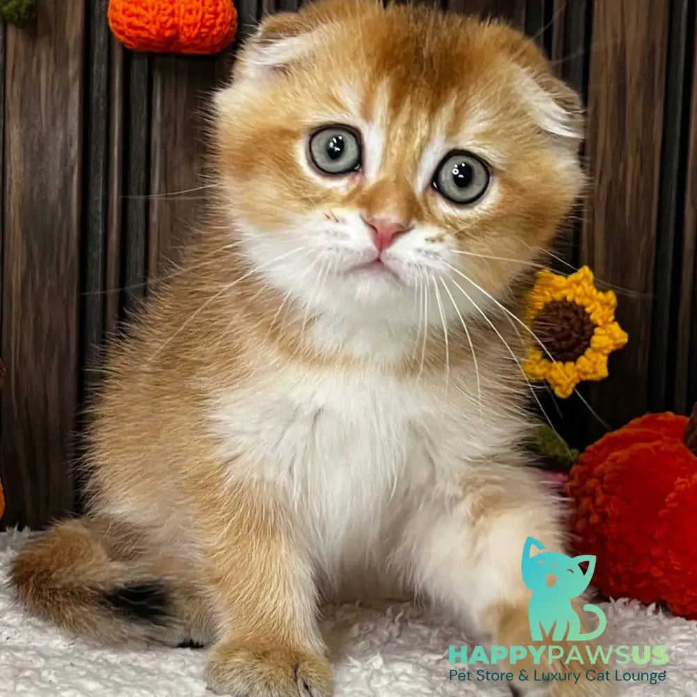Orion Scottish Fold male black golden shaded - live animals