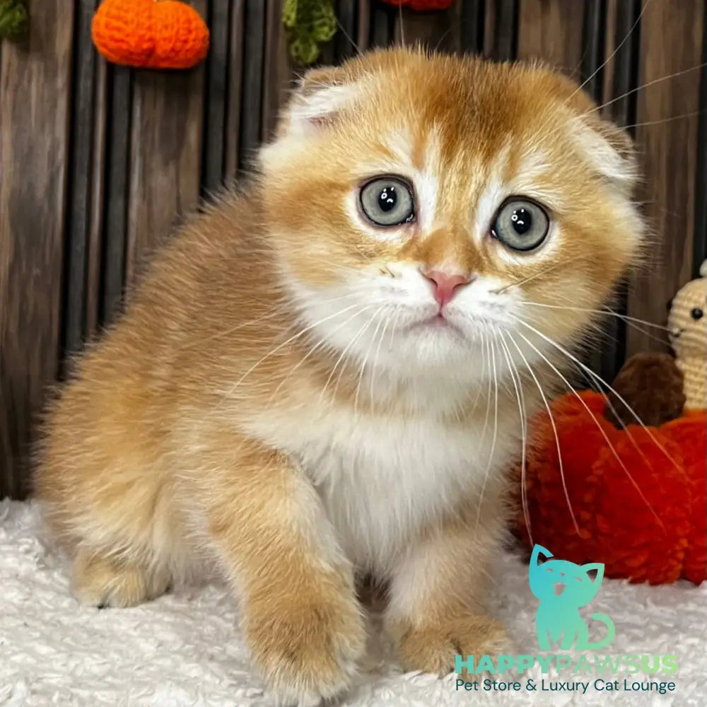 Orion Scottish Fold male black golden shaded - live animals