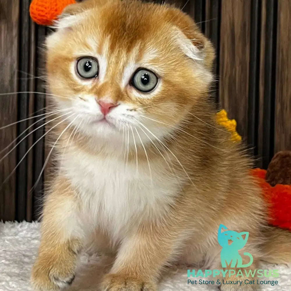 Orion Scottish Fold male black golden shaded - live animals