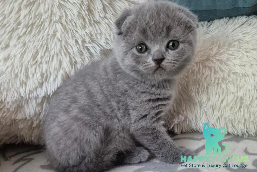 Orion Scottish Fold male blue - live animals