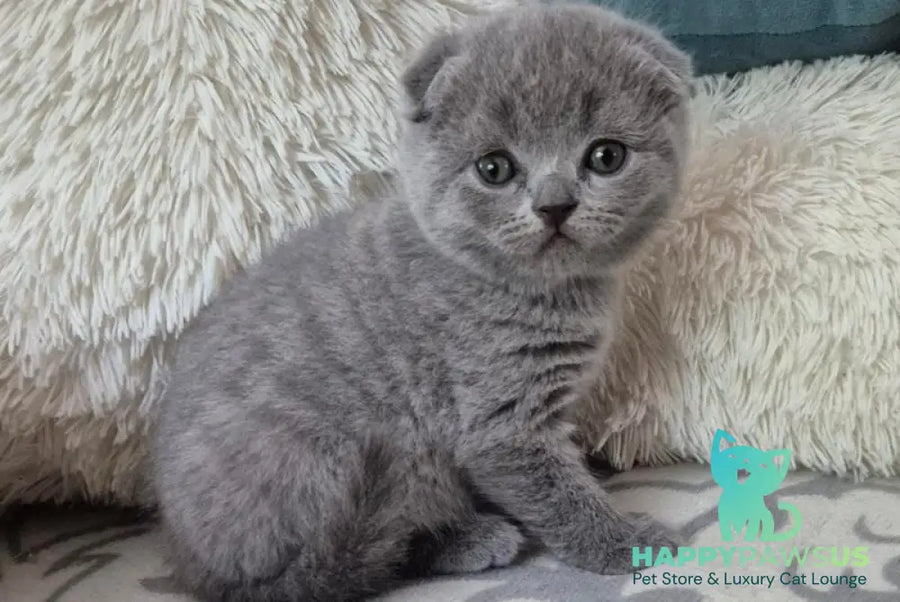 Orion Scottish Fold male blue - live animals