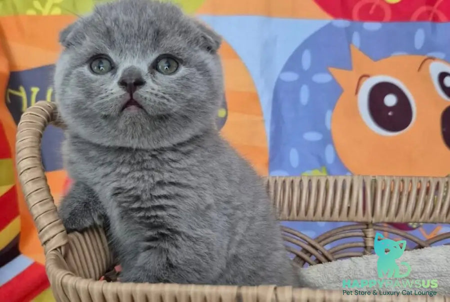 Orion Scottish Fold male blue - live animals